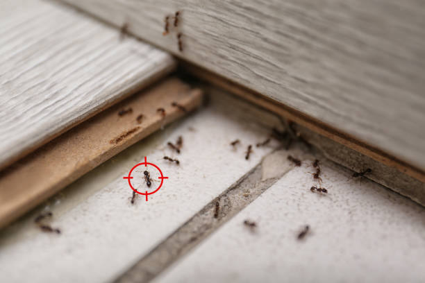 Best Best Pest Control Companies  in Chuluota, FL