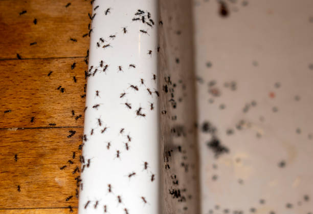Best Insect Control  in Chuluota, FL