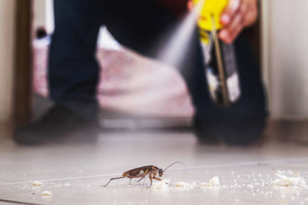 Best Insect Control  in Chuluota, FL