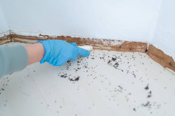 Trusted Chuluota, FL Pest Control Experts